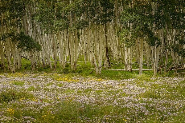 Jaynes Gallery 아티스트의 USA-Colorado-San Juan Mountains Wildflowers in mountain meadow작품입니다.